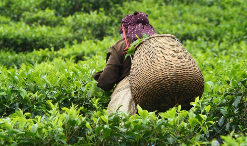 Munnar Thekkady Alleppey Tour Package 